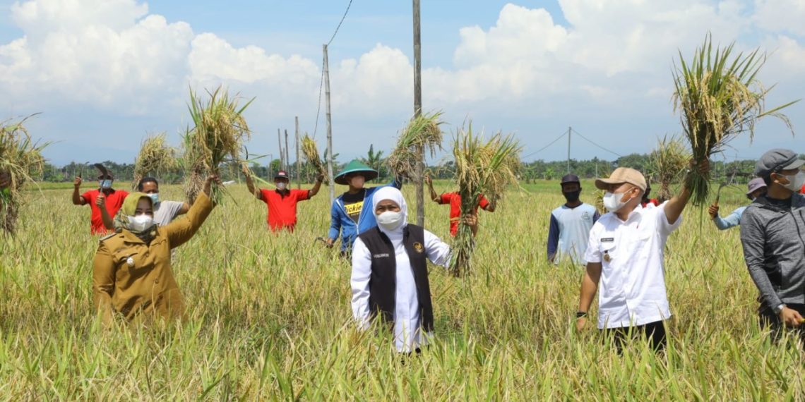Padi Varietas Sunggal Tingkatkan Hasil Panen Jatim